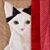 Amy Woodsmall's profile image