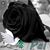 Douglas Ribeiro's profile image