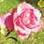 Noel Rose's profile image