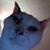 Christopher Murray III's profile image