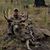 Tyler Lanham's profile image