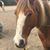 Angela Almond Corbett's profile image