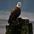 Randy Tentschert's profile image