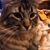Susan McCartney's profile image