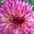 Lesia Harrison's profile image