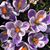 Charla Fraley's profile image