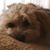 Tina Dolibois Caceres's profile image