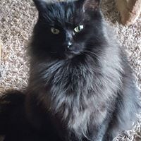 Lin Shukosky's profile image