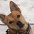 Roxi Terrier's profile image