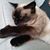 Asya Rouse's profile image