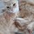 Linda Long Lucchese's profile image