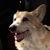Kate Ardissono's profile image