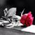 Holly Schoonmaker's profile image