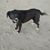 Cindy D-Peled's profile image
