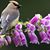 Linfield Garden's profile image