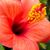 Karen Morewood's profile image