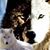 Sue Allen's profile image