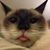 Hamilton Burger's profile image