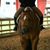 Terri Pestona's profile image
