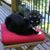 Teri Maylor's profile image