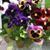 Elaine Belanger's profile image