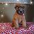 Diane Haroutunian Brus's profile image