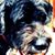 Rebecca Cimino's profile image