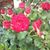 Ella Garber's profile image