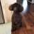 Valerie Paniccia's profile image