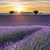 Gina Wicks's profile image