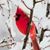 Dee Hartland's profile image