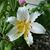 Linda Duimstra Bruner's profile image