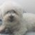 Susan Ziman's profile image