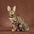 Kristien Morris's profile image