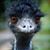 Erika Meireles's profile image
