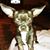Cyndie Graham-Young's profile image