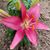 Sharon Shertzer's profile image
