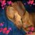 Kim Wingo's profile image