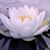 Gerri Evans's profile image