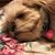 Shannon Hamacher's profile image