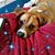 Kai Joli Sherman Thogmartin's profile image