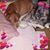 Tina Pierce Potter's profile image