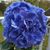 Kathy-Rich Berardino's profile image