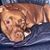 Leslie Martin Ringle's profile image