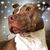 Andrew Keir Hayes's profile image
