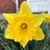 Elizabeth Lewis Pardoe's profile image