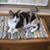 Dianne Colvin's profile image