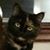 Nikki Pattin's profile image