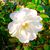 Sonia Saini's profile image