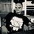 Guillermo Cruz Rosado's profile image